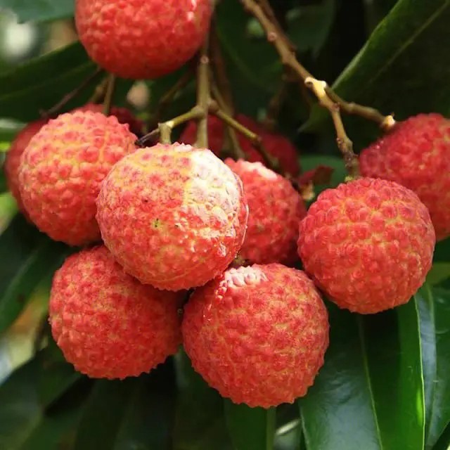荔枝